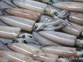 鱿鱼币（SQUID）是什么币？