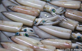 鱿鱼币（SQUID）是什么币？
